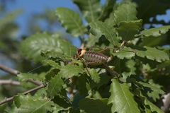 Parasteropleurus perezii