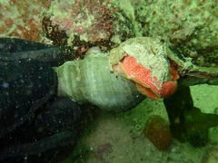 Africofusus ocelliferus