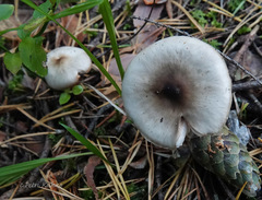 Rhodocollybia asema