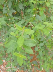 Lippia alba