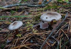 Rhodocollybia asema