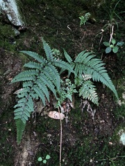 Athyrium leiopodum