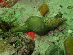 Africofusus ocelliferus