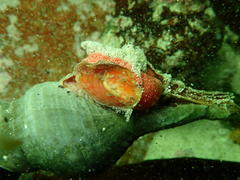 Africofusus ocelliferus