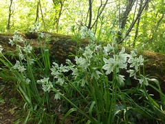 Ornithogalum nutans