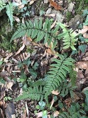 Athyrium leiopodum