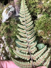 Athyrium leiopodum
