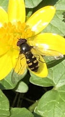 Melangyna lasiophthalma