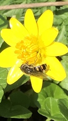 Melangyna lasiophthalma