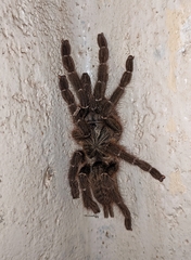 Pterinochilus murinus