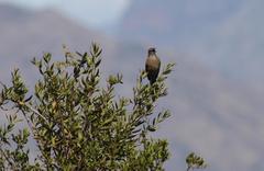 Cercotrichas coryphoeus coryphoeus