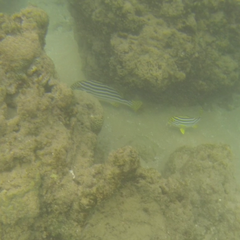 Plectorhinchus vittatus