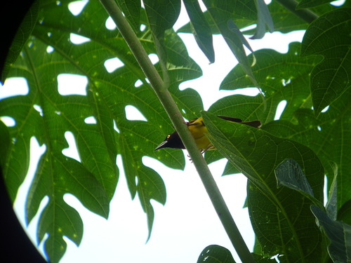 Giant Weaver (Ploceus grandis), photo 5