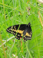 Papilio polyxenes americus