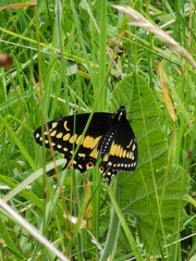 Papilio polyxenes americus