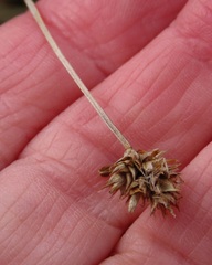 Carex microptera