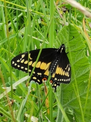Papilio polyxenes americus