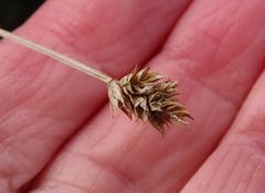 Carex microptera