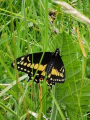 Papilio polyxenes americus