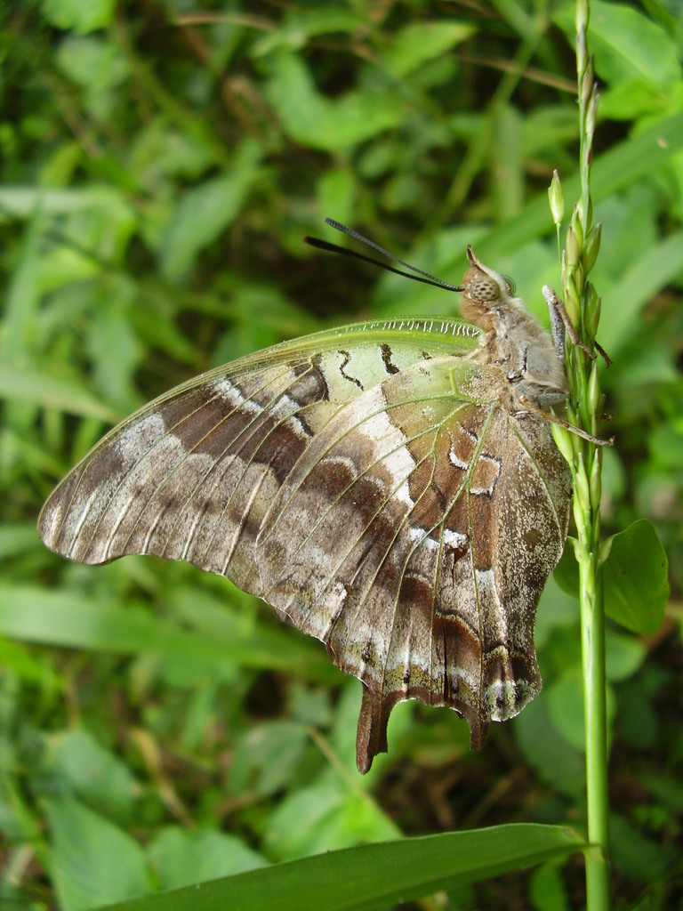 Charaxes thomasius