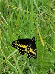 Papilio polyxenes americus
