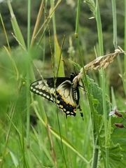 Papilio polyxenes americus