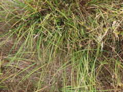 Carex microptera