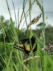 Papilio polyxenes americus