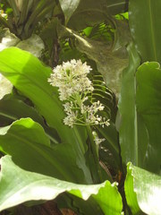 Palisota pedicellata