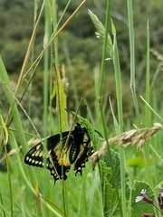 Papilio polyxenes americus
