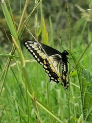 Papilio polyxenes americus