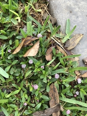 Spilanthes leiocarpa