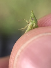 Xerophloea major
