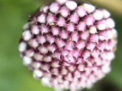 Spilanthes leiocarpa
