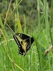 Papilio polyxenes americus