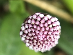 Spilanthes leiocarpa