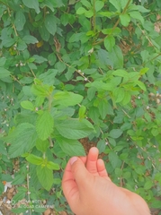 Lippia alba