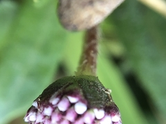 Spilanthes leiocarpa