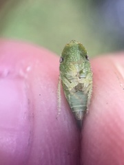 Xerophloea major