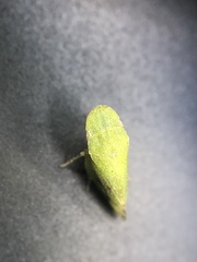 Xerophloea major