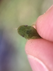 Xerophloea major