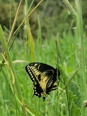 Papilio polyxenes americus