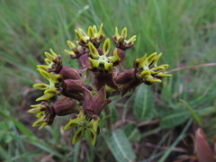 Asclepias macropus