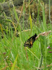 Papilio polyxenes americus