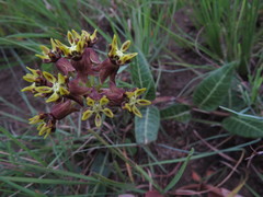 Asclepias macropus