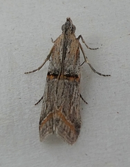 Lepidoptera