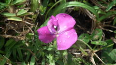 Vigna vexillata vexillata