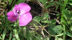 Vigna vexillata vexillata