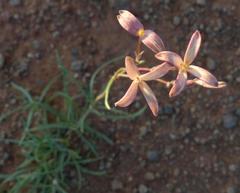 Kohautia amatymbica