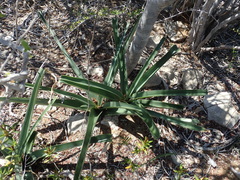 Crinum xerophilum image